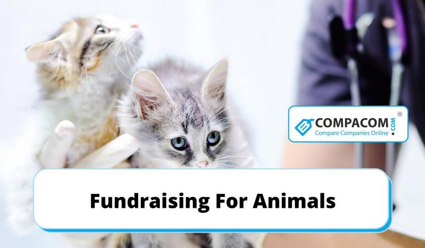 Fundraising For Animals 